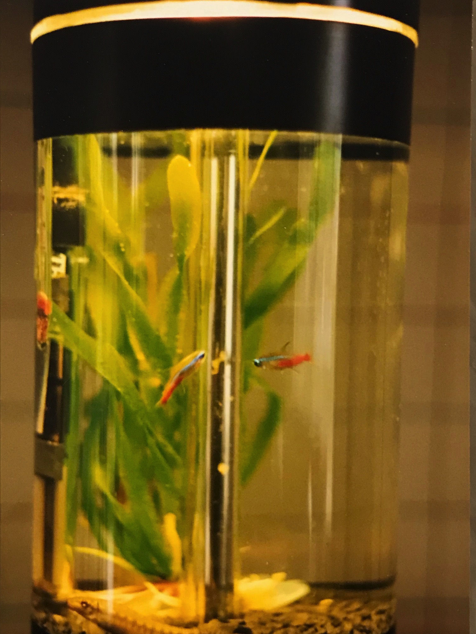 Aquarium Lamp w Fish.jpg