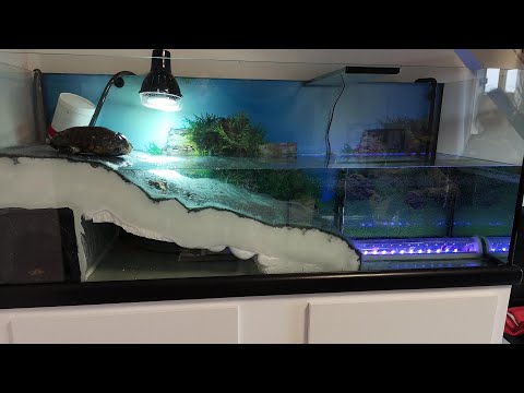 Aquarium pour tortue : Partie 2 L'Aquaterrarium