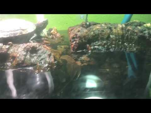 Aquatic Turtles Fighting Over Lettuce