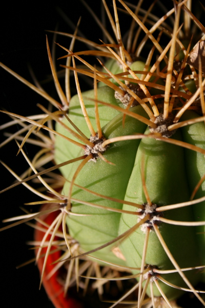 ArgentineSaguaroSmall.jpg