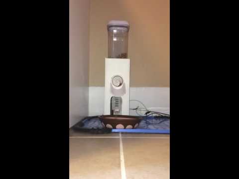 Automated / Voice Activated Cat Feeder