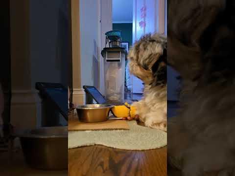 Automated dog bowl