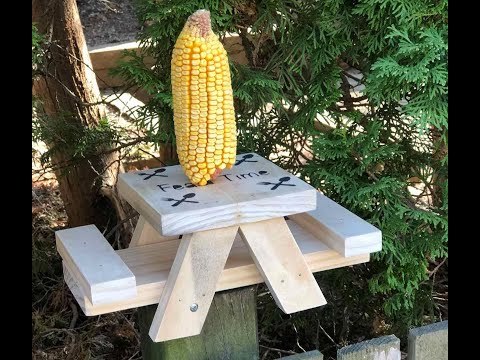 Awesome Ava DIY Squirrel Picnic Table Feeder with guest star toad