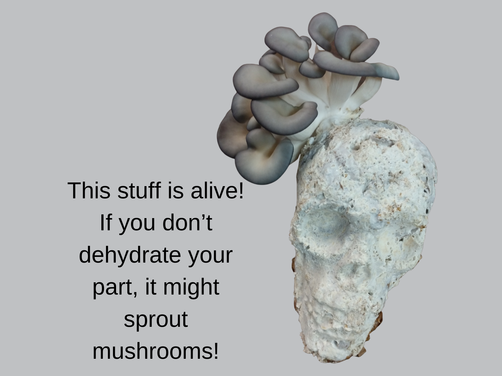 BC-mycelium22.png