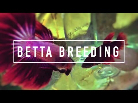 BETTA BREEDING AQUARIUM | The Tank Setup