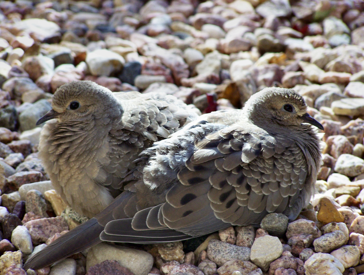 Baby Doves.jpg