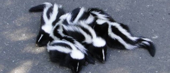 Baby Skunks.jpg