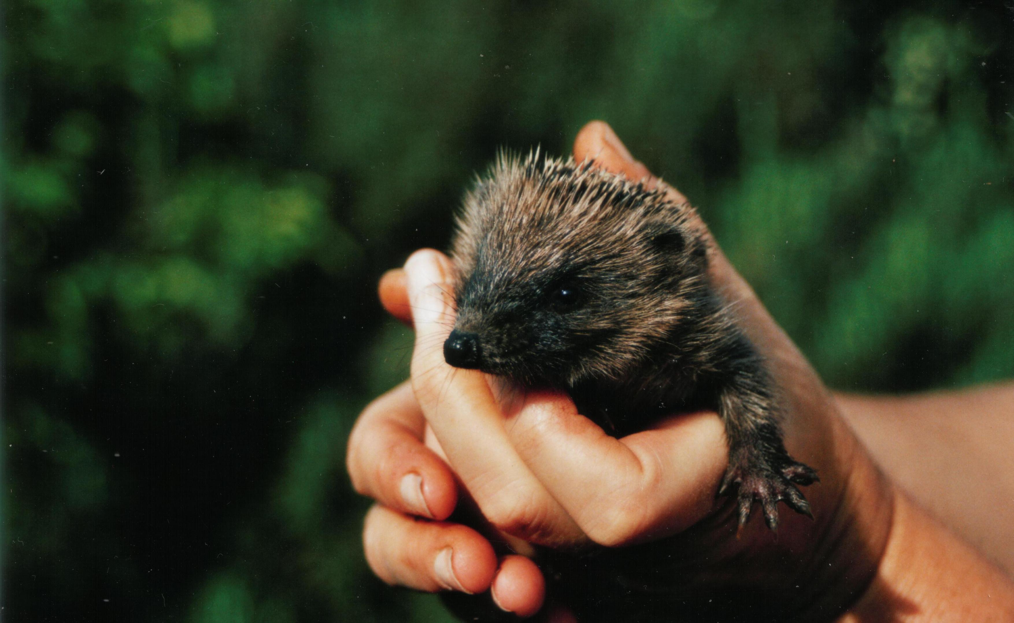 Baby hedgehog.jpg