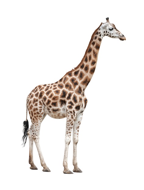 Baringo-giraffe_624.jpg