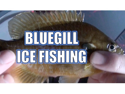 Bark Lake Fisheree Bluegill with Vexilar Fish Finder