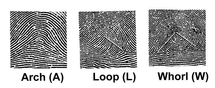 Basic-fingerprint-patterns-a-the-arch-is-the-simplest-of-all-the-configurations-b.jpg