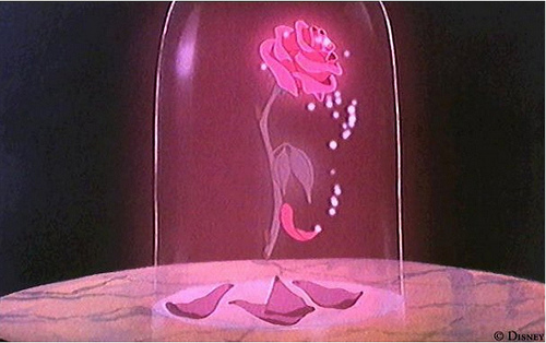 Beauty-and-the-Beast-rose.jpg