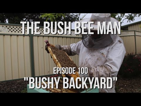 Beekeeping for beginners - The Bush Bee Man