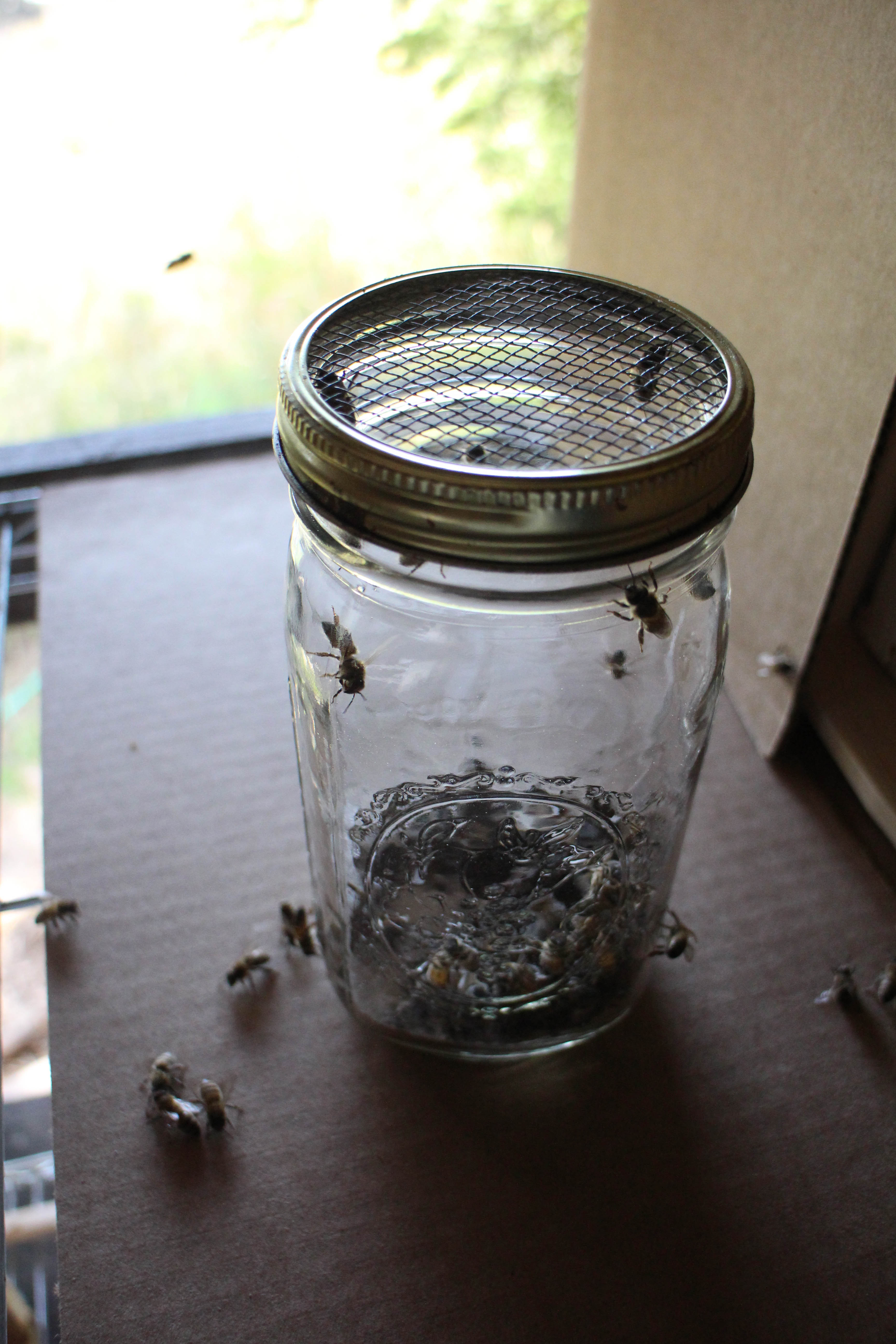 Bees in jar.jpg