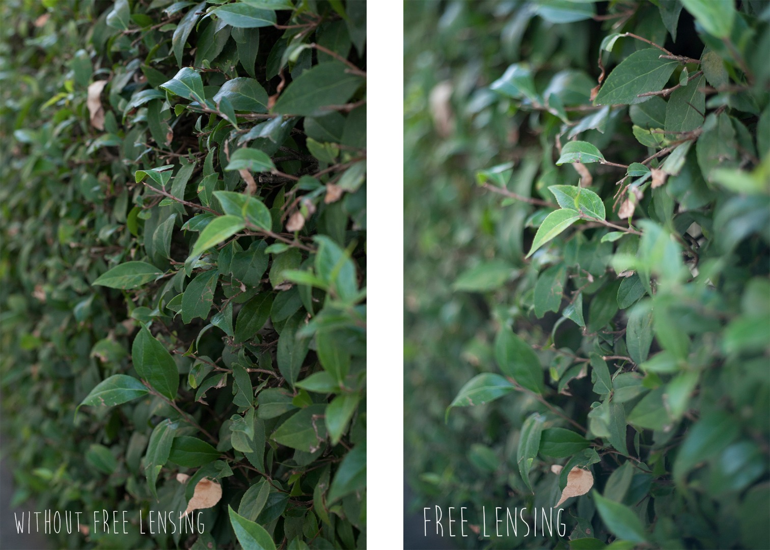 Before and Afters - leaves.jpg