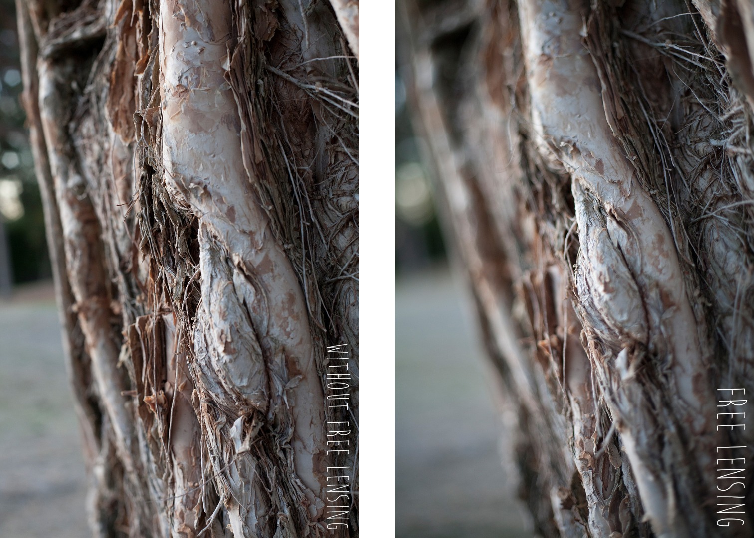 Before and Afters - tree.jpg