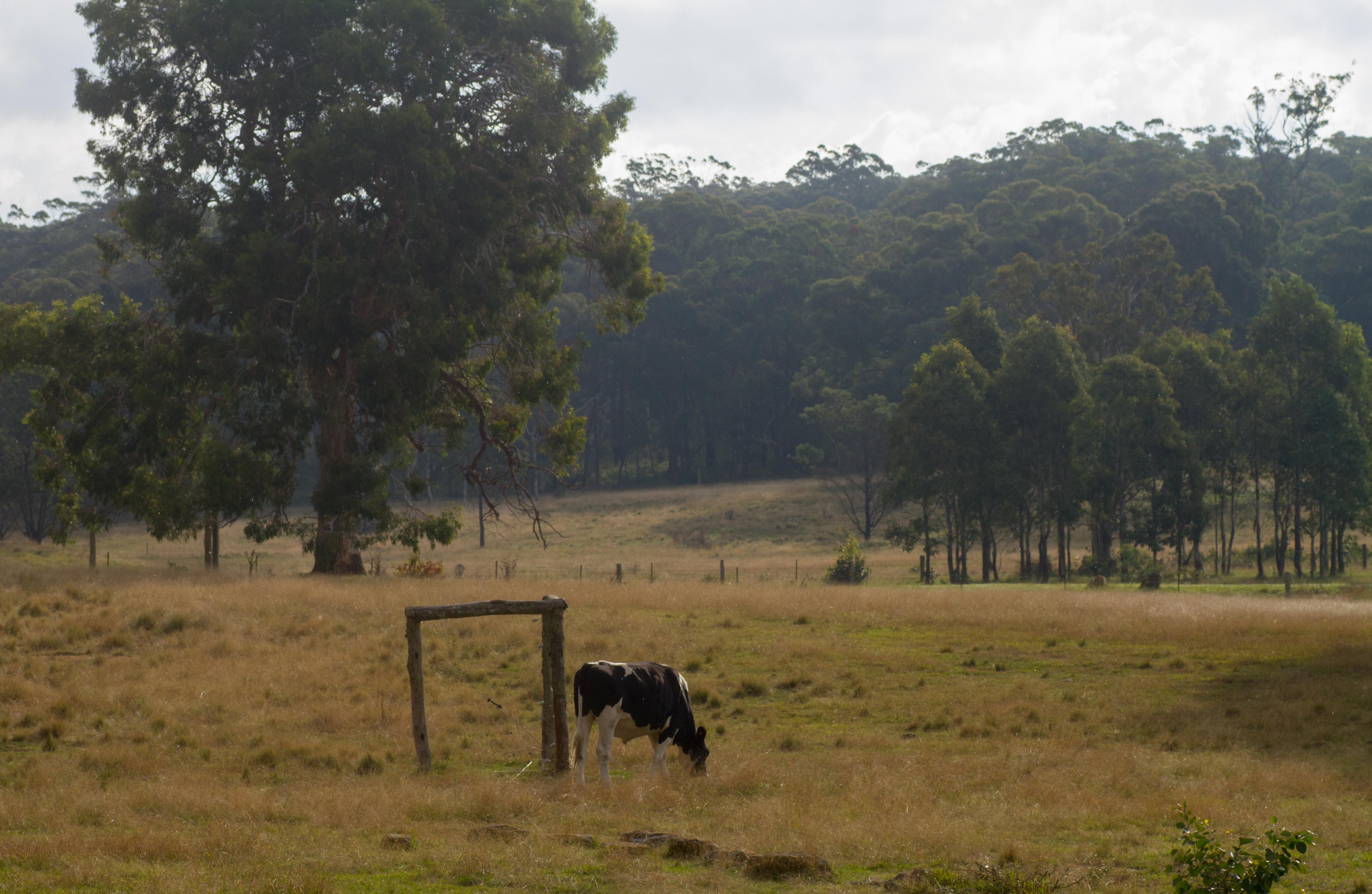 Belanglo_NSW_2577,_Australia_-_panoramio_(32).jpg