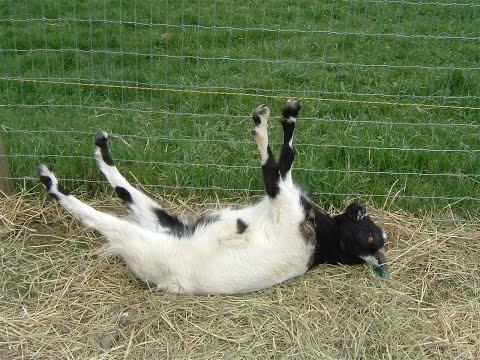 Best of Fainting Goats | EpicVirals | [HD]