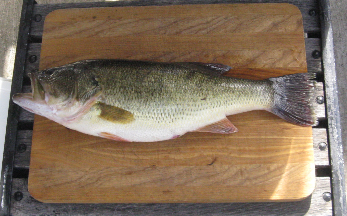 Big Mouth Bass 3.JPG