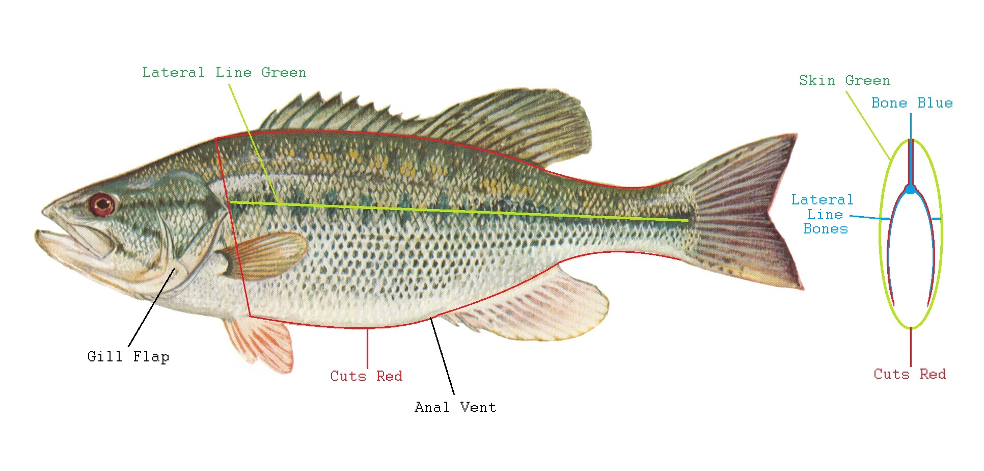 Big Mouth Bass 4.jpg