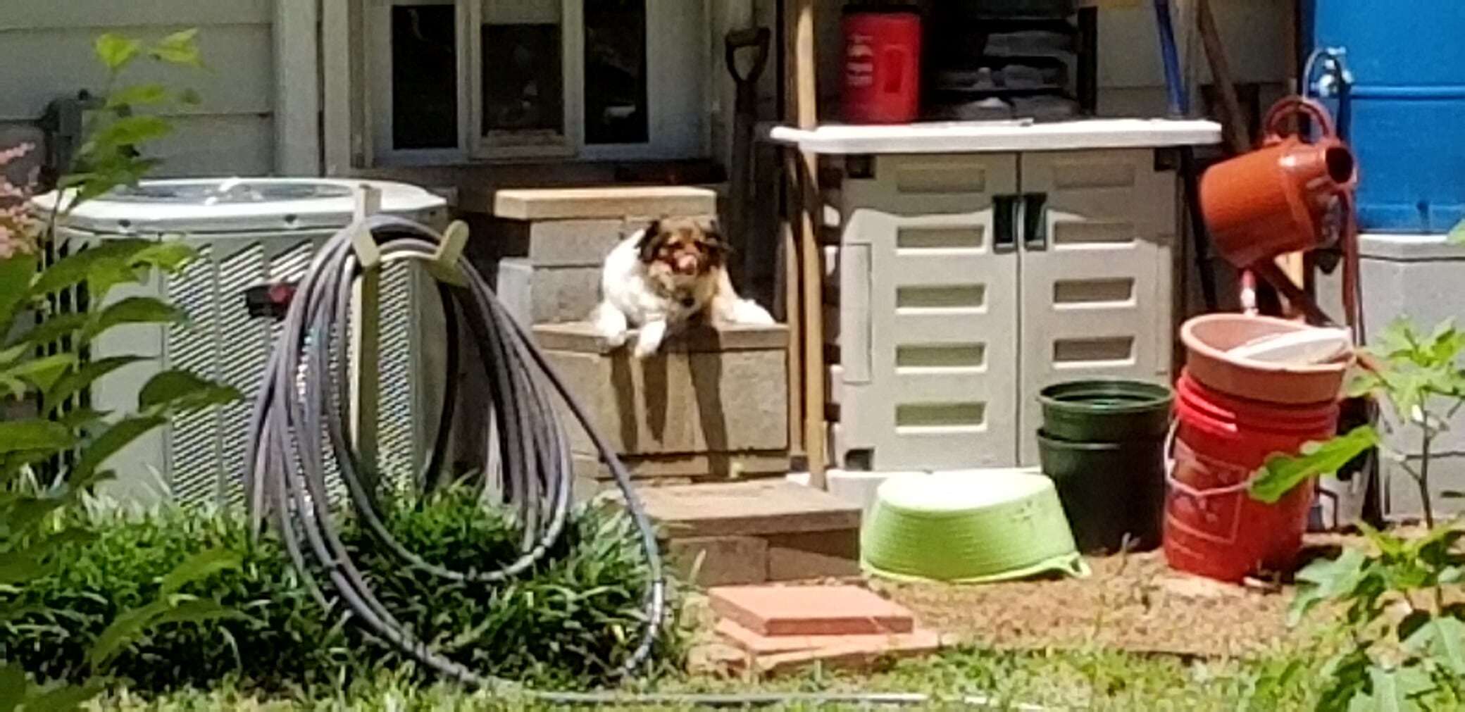 Bingo Sunning on Dog Steps.jpg