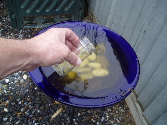 Bird Bath Taking Sample.JPG