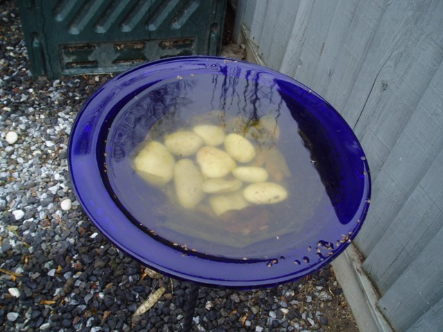 Bird Bath with Algae.JPG