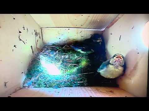 Bird Box - Chicks 'Exploring Sunlight' - June 2 / Day 42