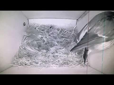 Bird Box - Day 10