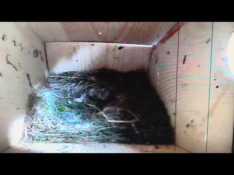 Bird Box - Empty Nest - June 7 / Day 47