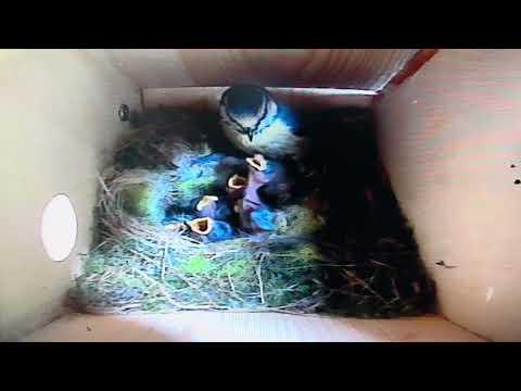 Bird Box - Regular Feeding - 24 May / Day 33