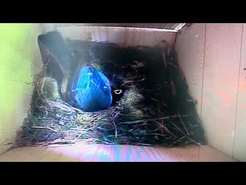 Bird Box - Sixth Chick - 19 May / Day 28