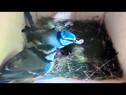 Bird Box - Third Chick Hatched - 16 May / Day 25