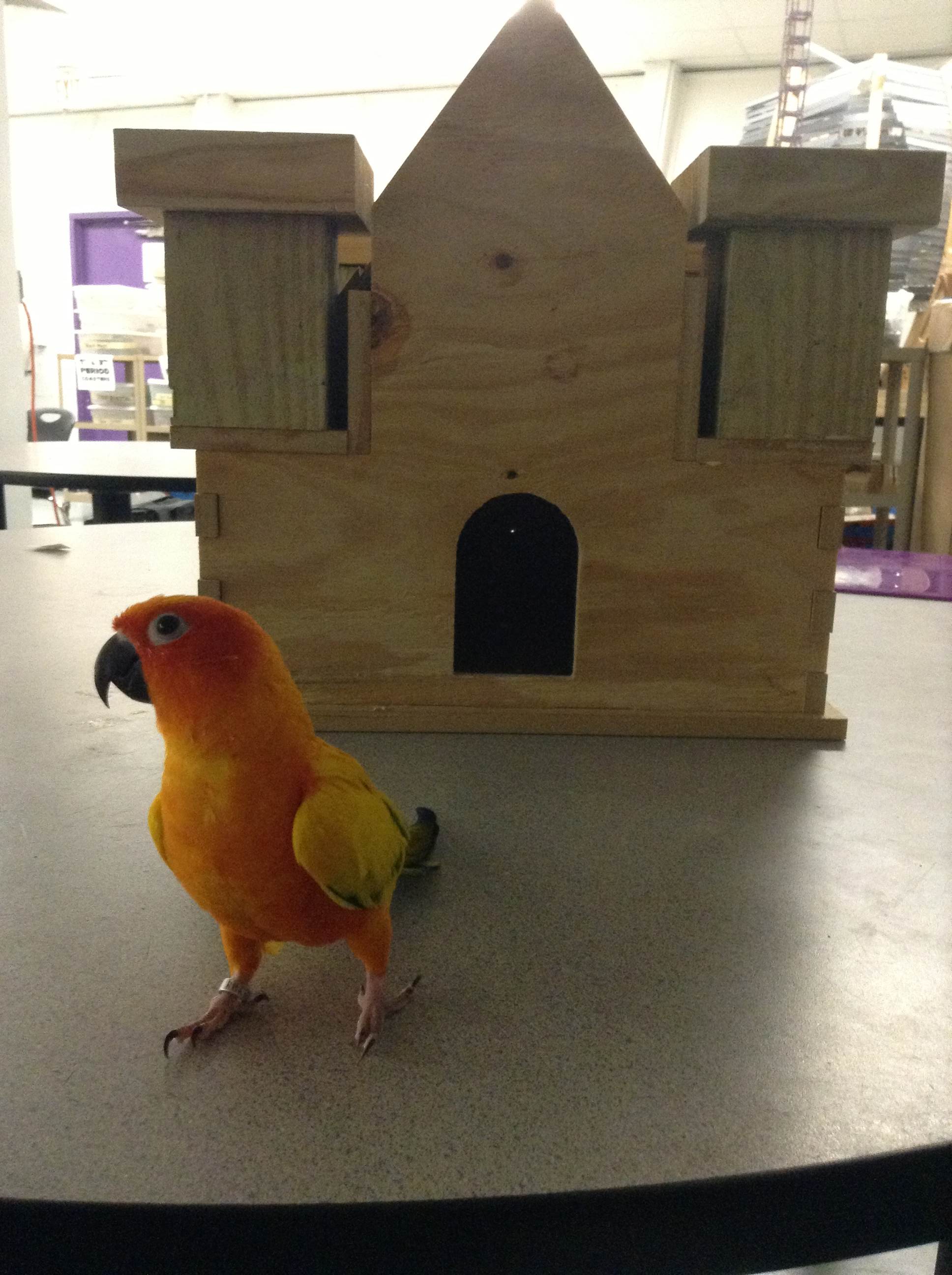 Bird Castle Bird 2.jpg