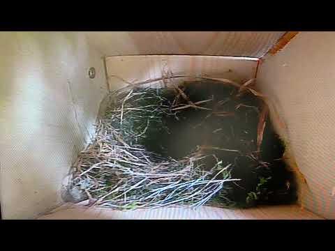 Birdbox - Timelapse 1 - 23 April