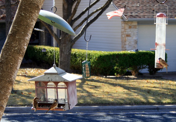 BirdsatFeeders.jpg