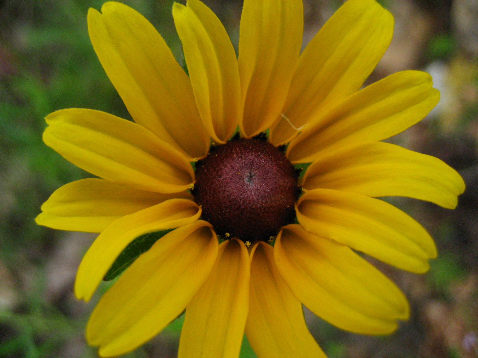 Black-Eyed Susan 