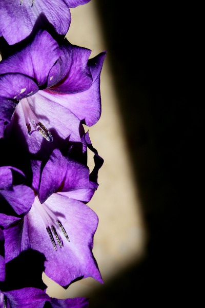 BlackSurpriseGladiolaSmall.JPG