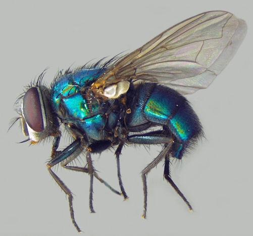 BlowFly2.JPG