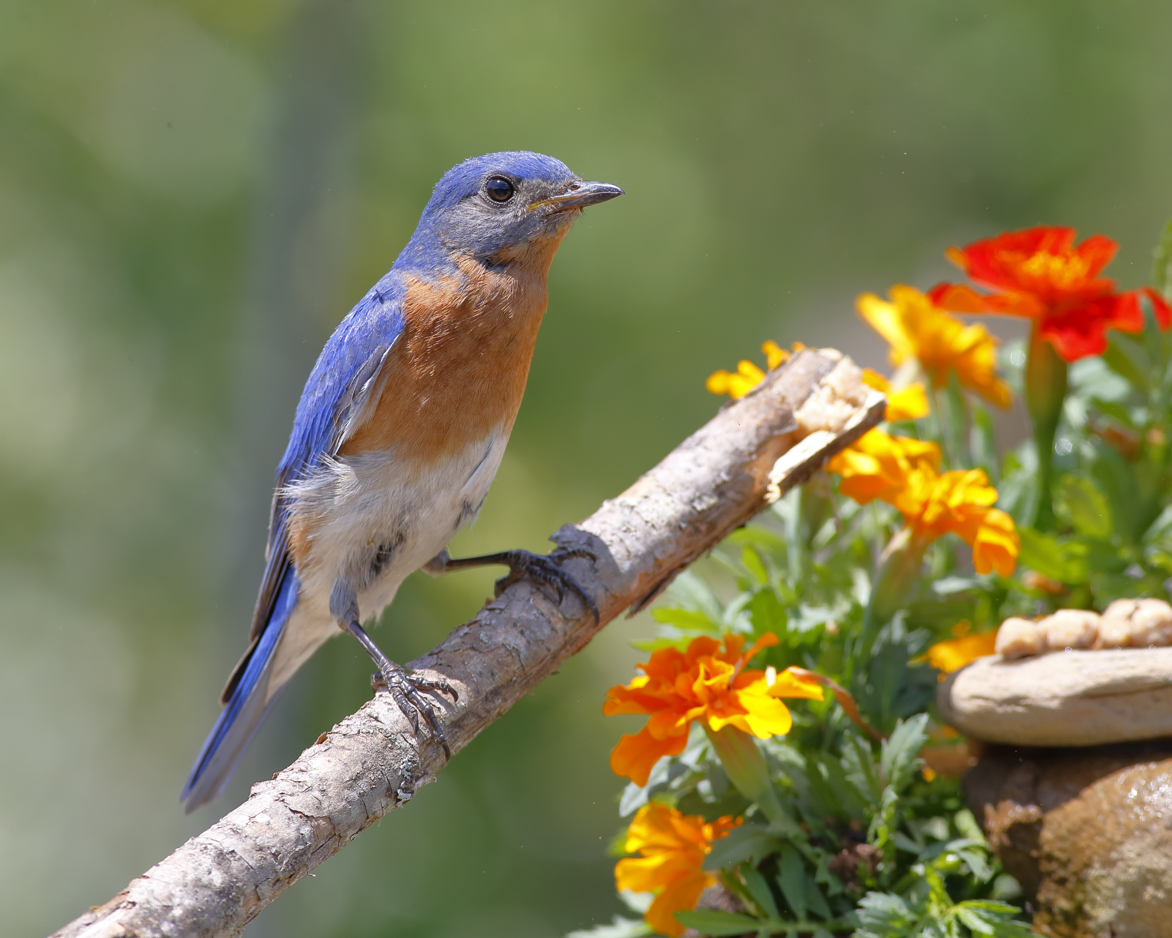 Bluebird Selfie.jpg