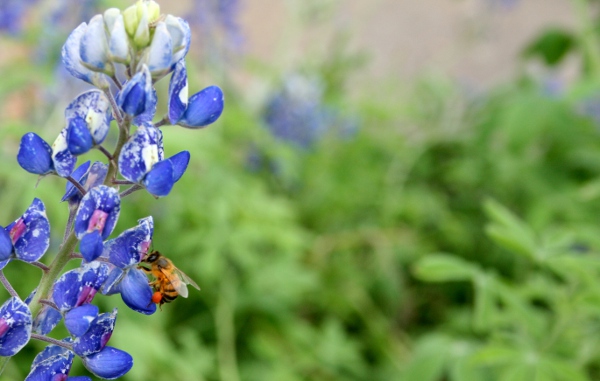 BluebonnetBee.jpg