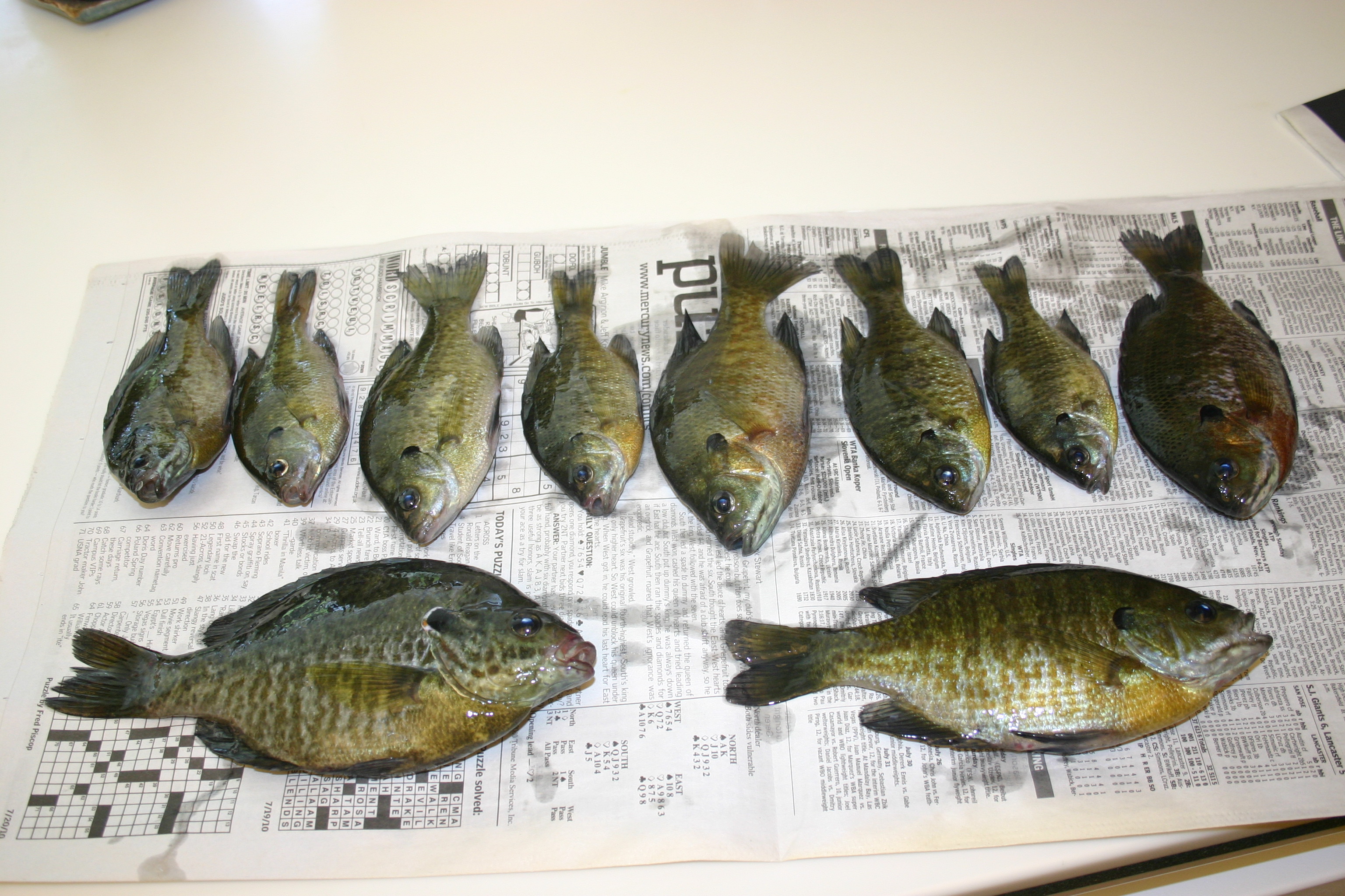 Bluegill.JPG