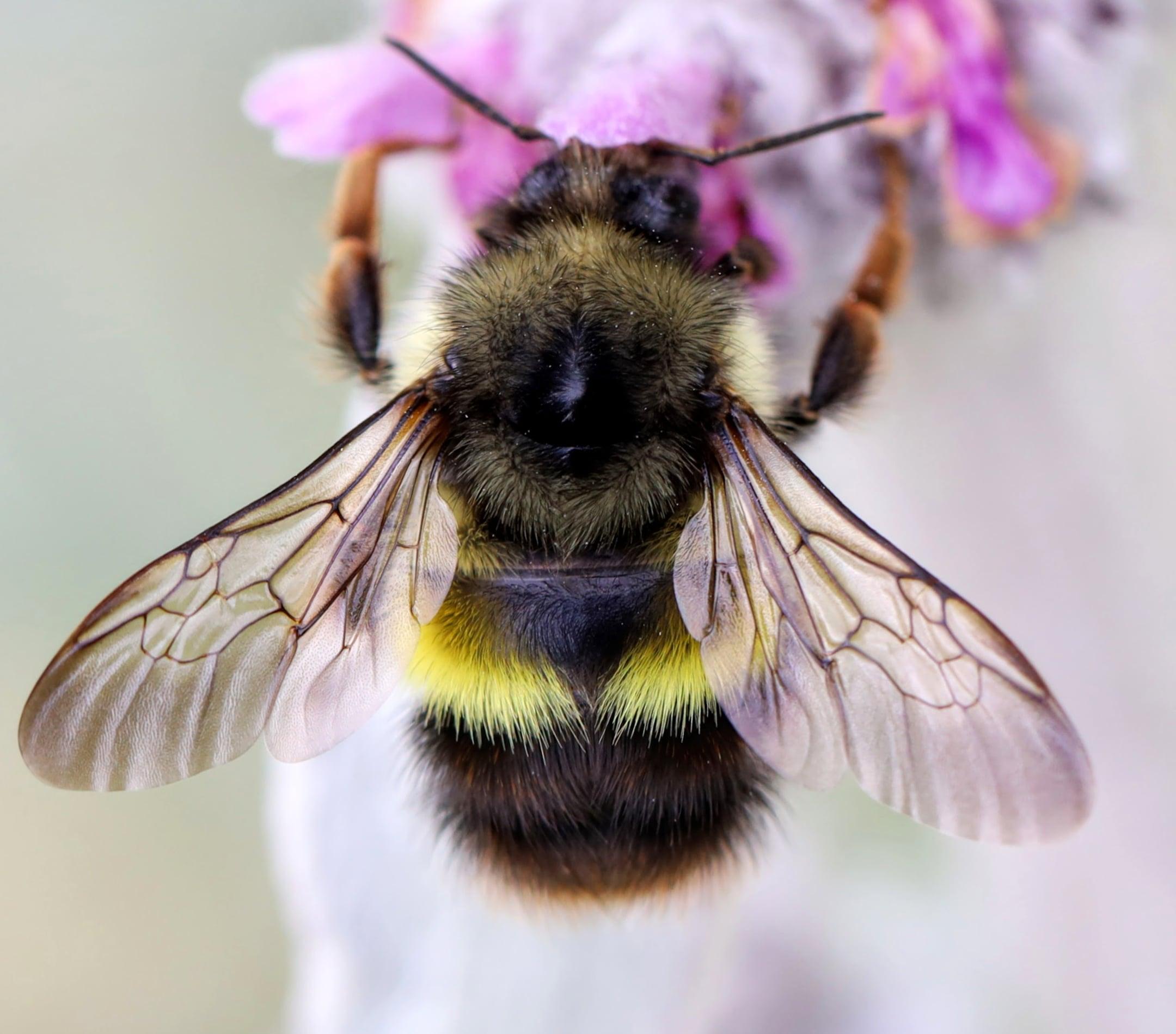 Bombus_flavifrons.jpg