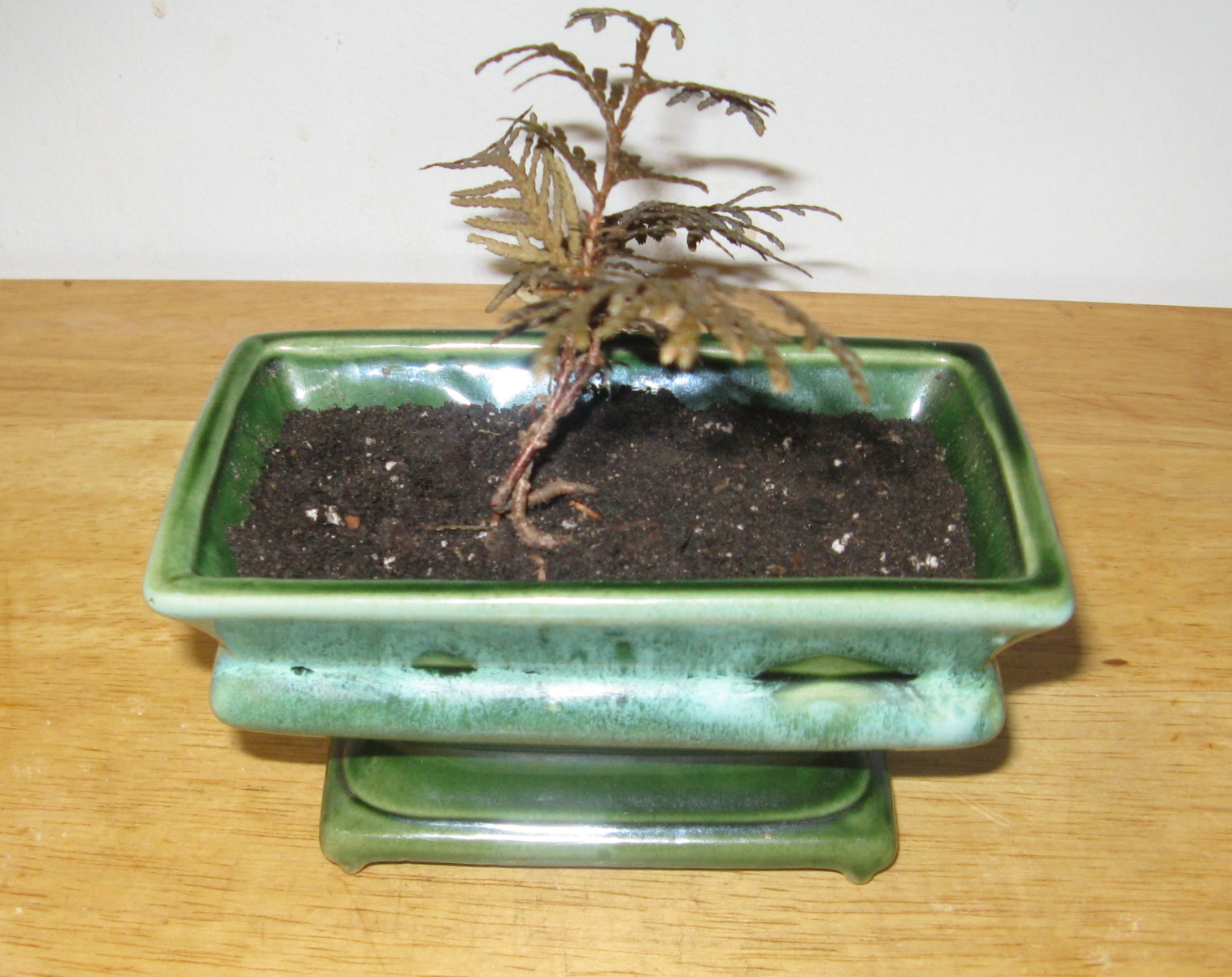 Bonsai 10.jpg