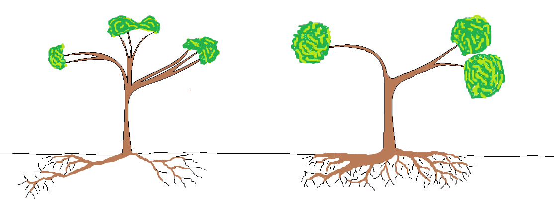 Bonsai 6c.png