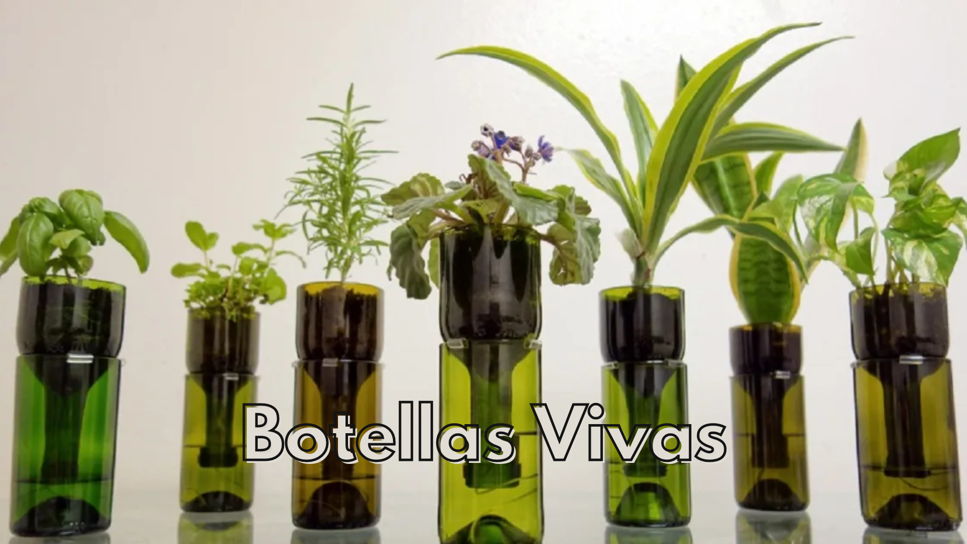 Botellas Vivas (1).png