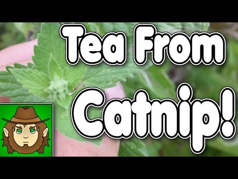 Brewing Tea From Catnip (Edible Wildlife Vid)