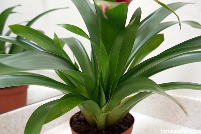 Bromeliad-Guzmania-Care-Tips-and-propagation_new.jpg