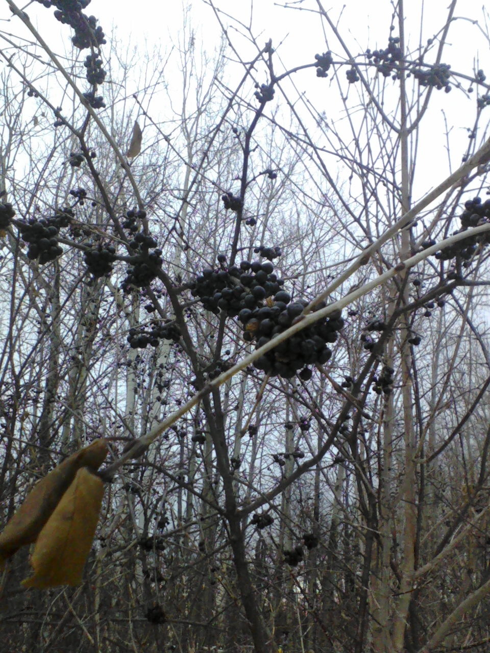 Buckthorn berries.jpg