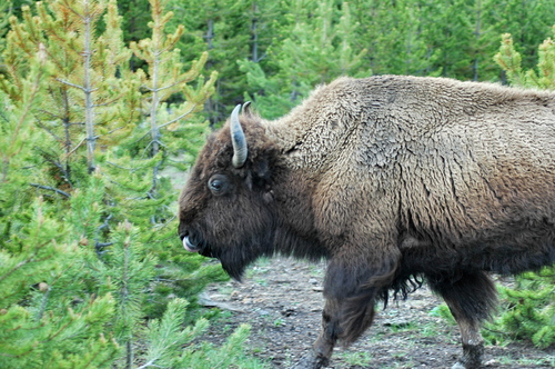 Buffalo close up.jpg